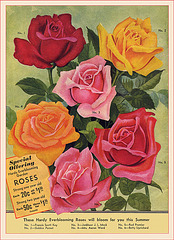 Great Northern Seed Co. Catalog (3), 1935