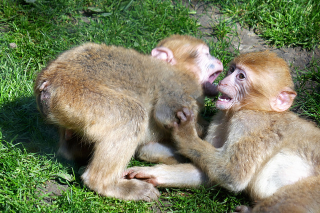 Visite au zoo de Beauval