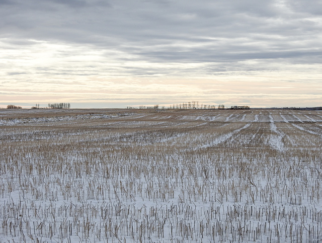 Snow-dusted stubble