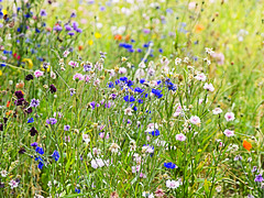 Wild Flower Meadow