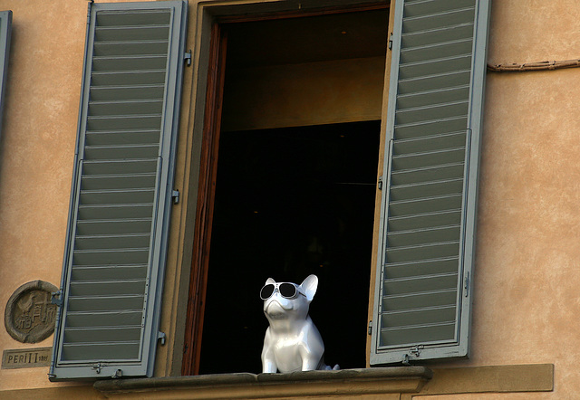 Dog in white