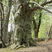 The old beech tree is getting green again.