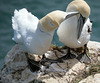 Gannet