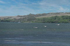 three pelicans at Blackstrap Lake