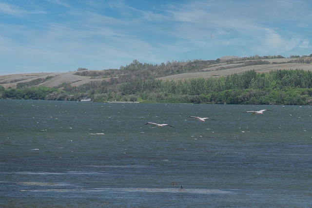 three pelicans at Blackstrap Lake