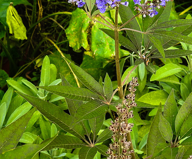 20220923 1760bCPw [D~LIP] Mönchspfeffer (Vitex agnus-castus), UWZ, Bad Salzuflen