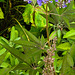 20220923 1760bCPw [D~LIP] Mönchspfeffer (Vitex agnus-castus), UWZ, Bad Salzuflen