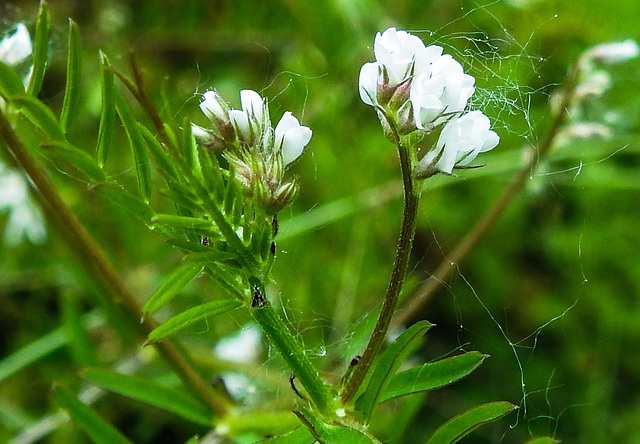 20230606 0699CPw [D~LIP] Behaarte WICKE (Vicia hirsuta), Bad Salzuflen