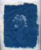 Dried Roses Classic Cyanotype