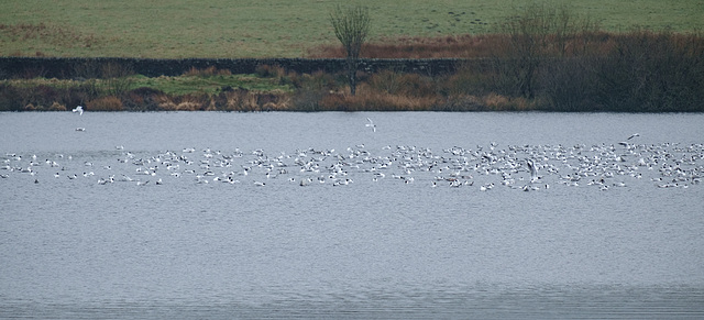 BH Gulls on Broadstone left side-0077