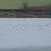 BH Gulls on Broadstone left side-0077
