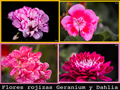 Collage flores rojizas