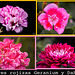 Collage flores rojizas