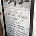 PXL 20250810 165005814-001-Living Fossil