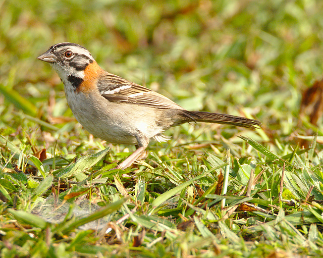 IMG 9600sparrow