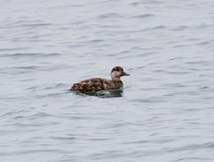 Black Scoter