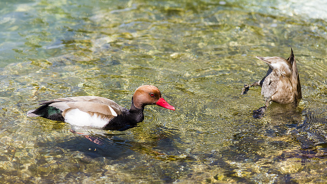 170522 canard Montreux 1