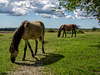 New Forest Ponies