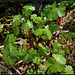 Geranium lucidum (2)