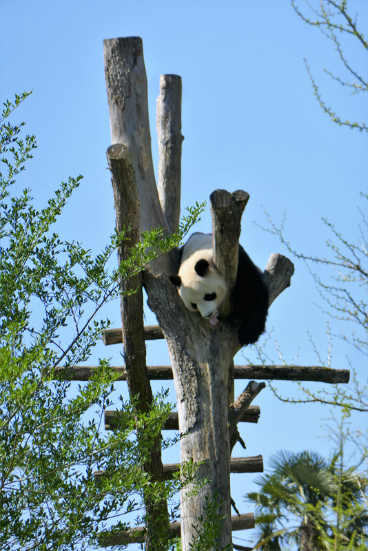 Visite au zoo de Beauval