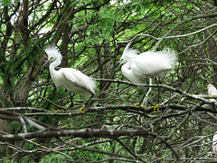 Snowy egrets