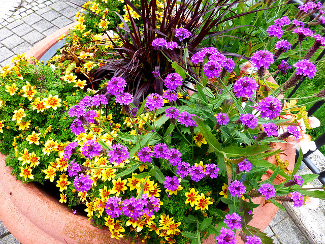 DE - Bad Kreuznach - Flowers at the spa gardens