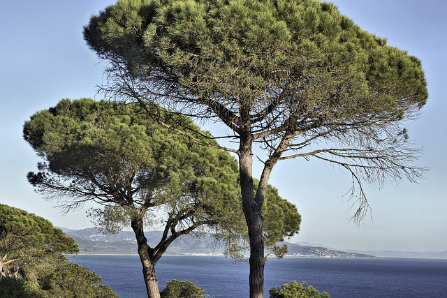 Umbrella Pines, Take #1 – Pinar de la Breña, La Breña y Marismas del Barbate Natural Park, Cádiz Province, Andalucía, Spain