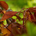 Tender New Leaves