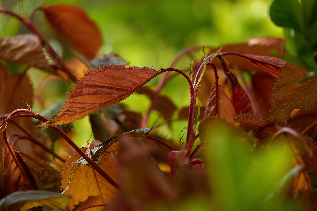Tender New Leaves