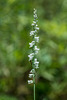 Spiranthes lacera var. gracilis (Southern Slender Ladies'-tresses orchid)