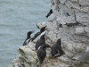 Guillemot