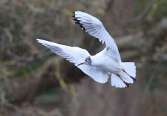 EF7A8454 Black headed Gull