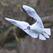 EF7A8454 Black headed Gull