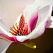In die Magnolienblüte reingeschaut :))  Looked into the magnolia blossom :))  Regardé dans la fleur de magnolia :))