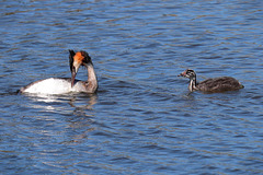 IMG 8653 grebes dpp