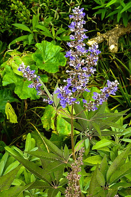 20220923 1760CPw [D~LIP] Mönchspfeffer (Vitex agnus-castus), UWZ, Bad Salzuflen