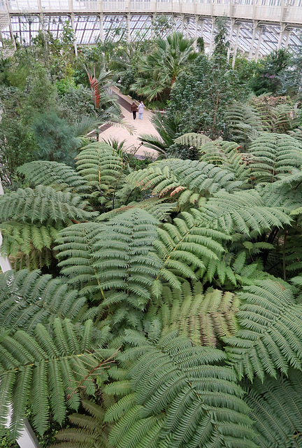 Big ferns