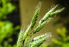 20230606 0700CPw [D~LIP] Flaum-Trespe (Bromus hordeaceus agg), B lattlaus, Bad Salzuflen