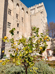 Lemon tree...perhaps fish for lunch...