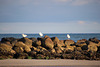 Three Gulls