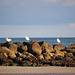 Three Gulls