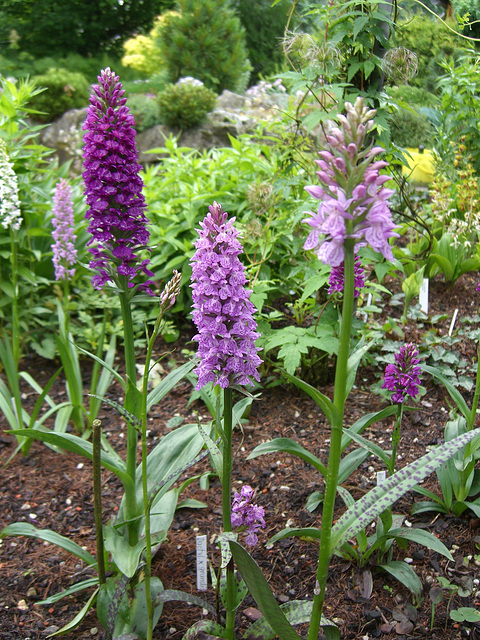 035  Orchideenpracht im Garten