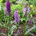 035  Orchideenpracht im Garten