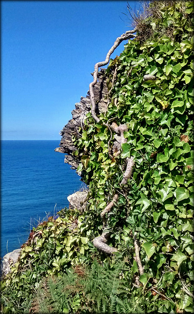 Tenacious ivy. Fishing cove, Reskajeage, Cornwall. PLEASE STAY, DON'T RUN AWAY!!!