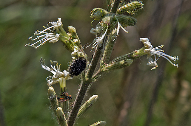 20170518 3111VRAw [A+H] Trauer-Rosenkäfer (Oxythyrea funesta), Pflanze?, Neusiedler SeeNeusiedler See