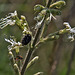 20170518 3111VRAw [A+H] Trauer-Rosenkäfer (Oxythyrea funesta), Pflanze?, Neusiedler SeeNeusiedler See