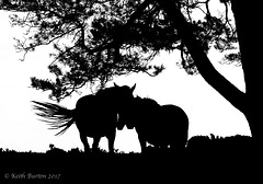 New Forest Ponies in Silhouette