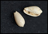 Cypraea  (1)