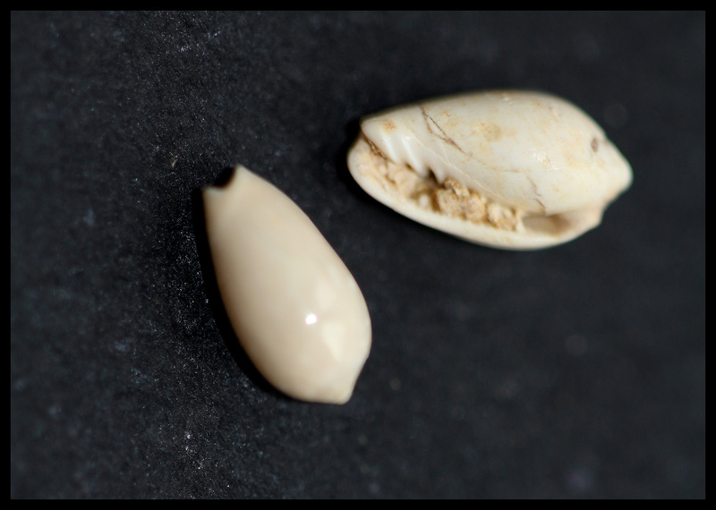 Cypraea  (1)