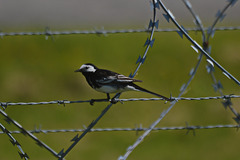 Pied Wagtail 3